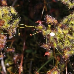 Drosera auriculata at Glenroy, NSW - 27 Sep 2021 10:17 AM