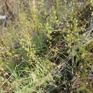 Drosera auriculata at Glenroy, NSW - 27 Sep 2021 10:17 AM