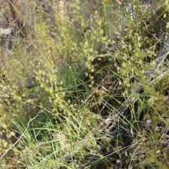 Drosera auriculata at Glenroy, NSW - 27 Sep 2021