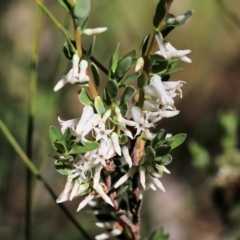 Brachyloma daphnoides (Daphne Heath) at Albury - 27 Sep 2021 by Kyliegw