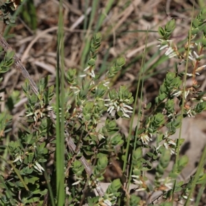 Brachyloma daphnoides at Albury, NSW - 27 Sep 2021