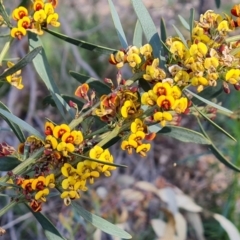 Daviesia mimosoides (Bitter Pea) at Jerrabomberra, ACT - 28 Sep 2021 by Mike
