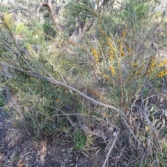 Daviesia mimosoides at Jerrabomberra, ACT - 28 Sep 2021
