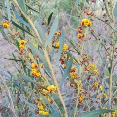 Daviesia mimosoides at Jerrabomberra, ACT - 28 Sep 2021