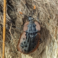 Ptomaphila lacrymosa (Carrion Beetle) at Stromlo, ACT - 28 Sep 2021 by HelenCross