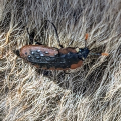 Ptomaphila lacrymosa at Stromlo, ACT - 28 Sep 2021