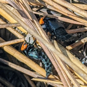 Creophilus erythrocephalus at Stromlo, ACT - 28 Sep 2021 01:49 PM