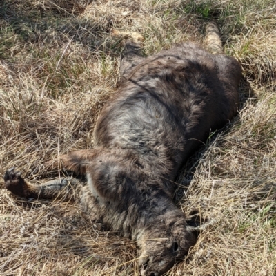 Osphranter robustus (Wallaroo) at Stromlo, ACT - 28 Sep 2021 by HelenCross