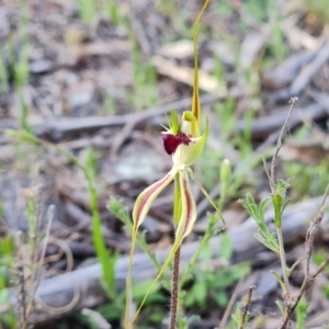 Caladenia atrovespa at Jerrabomberra, ACT - suppressed