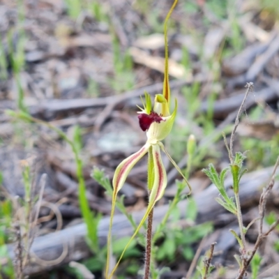 Caladenia atrovespa (Green-comb Spider Orchid) at Jerrabomberra, ACT - 28 Sep 2021 by Mike