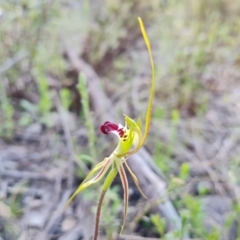 Caladenia atrovespa at Jerrabomberra, ACT - suppressed