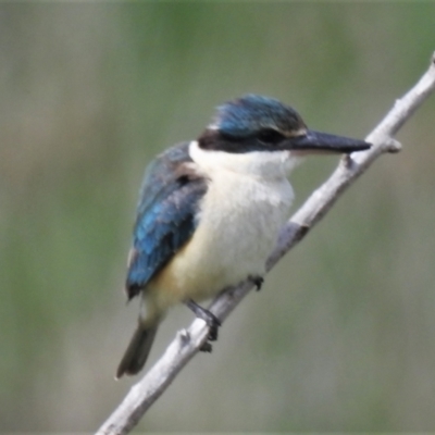 Todiramphus sanctus (Sacred Kingfisher) at Fyshwick, ACT - 28 Sep 2021 by JohnBundock