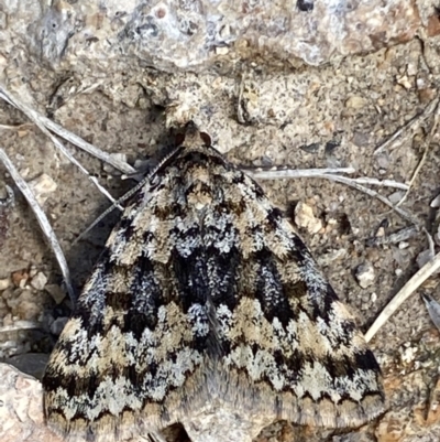 Dichromodes disputata (Scaled Heath Moth) at Tuggeranong Hill - 28 Sep 2021 by RAllen