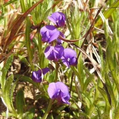 Swainsona monticola (Notched Swainson-Pea) at Stromlo, ACT - 28 Sep 2021 by HelenCross