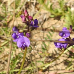 Swainsona monticola at Stromlo, ACT - 28 Sep 2021