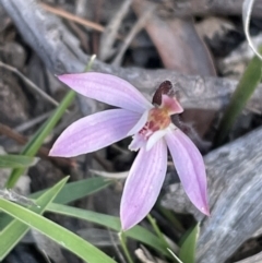 Caladenia fuscata (Dusky Fingers) at Bruce Ridge to Gossan Hill - 28 Sep 2021 by JVR