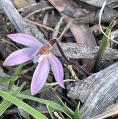 Caladenia fuscata at Bruce, ACT - 28 Sep 2021