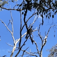 Philemon corniculatus (Noisy Friarbird) at Aranda Bushland - 28 Sep 2021 by JVR