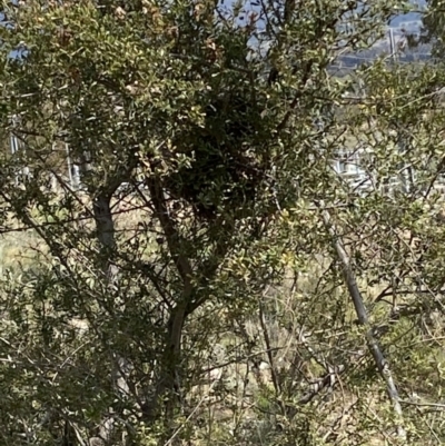 Acanthiza chrysorrhoa (Yellow-rumped Thornbill) at Tuggeranong Hill - 28 Sep 2021 by RAllen