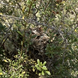 Acanthiza chrysorrhoa at Theodore, ACT - suppressed