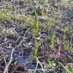 Diuris sp. (A Donkey Orchid) at Jerrabomberra, ACT - 28 Sep 2021 by Mike