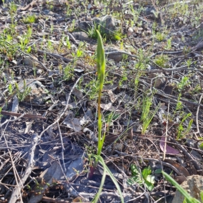 Diuris sp. (A Donkey Orchid) at Wanniassa Hill - 28 Sep 2021 by Mike