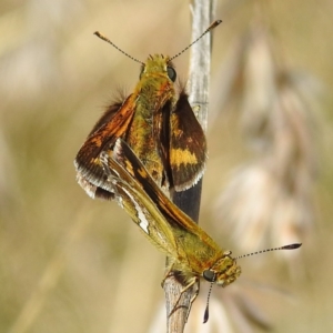 Taractrocera papyria at Stromlo, ACT - 28 Sep 2021 02:18 PM