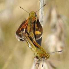 Taractrocera papyria (White-banded Grass-dart) at Stromlo, ACT - 28 Sep 2021 by HelenCross