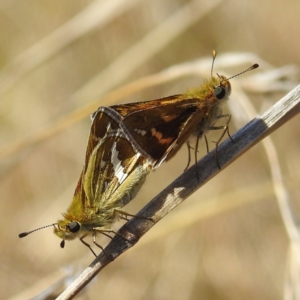 Taractrocera papyria at Stromlo, ACT - 28 Sep 2021 02:18 PM