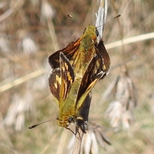 Taractrocera papyria at Stromlo, ACT - 28 Sep 2021 02:18 PM