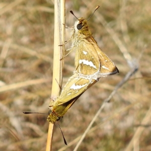 Taractrocera papyria at Stromlo, ACT - 28 Sep 2021 02:18 PM