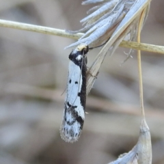 Philobota lysizona (A concealer moth) at Bullen Range - 28 Sep 2021 by HelenCross