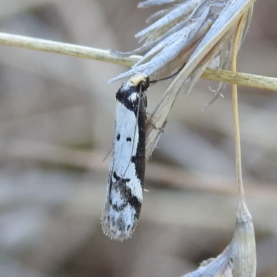 Philobota lysizona (A concealer moth) at Stromlo, ACT - 28 Sep 2021 by HelenCross