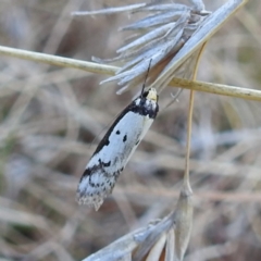 Philobota lysizona at Stromlo, ACT - 28 Sep 2021