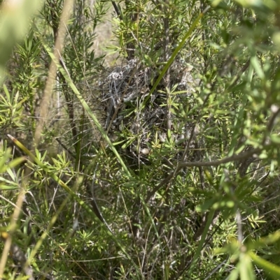 Acanthiza pusilla (Brown Thornbill) at Tuggeranong Hill - 28 Sep 2021 by RAllen