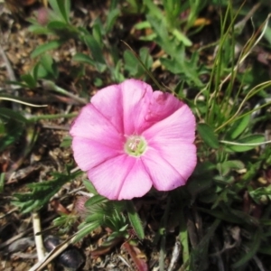 Convolvulus angustissimus subsp. angustissimus at Molonglo Valley, ACT - 28 Sep 2021