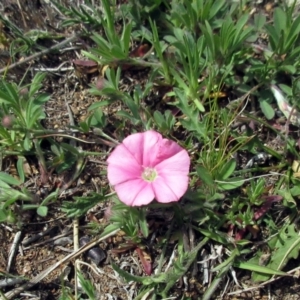 Convolvulus angustissimus subsp. angustissimus at Molonglo Valley, ACT - 28 Sep 2021