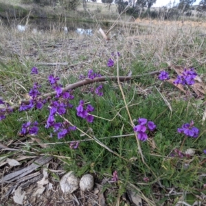 Swainsona monticola at Kambah, ACT - 28 Sep 2021 02:48 PM