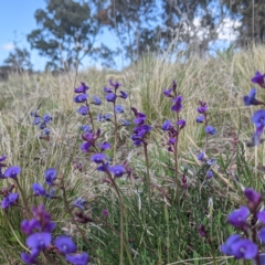 Swainsona monticola (Notched Swainson-Pea) at Stromlo, ACT - 28 Sep 2021 by HelenCross
