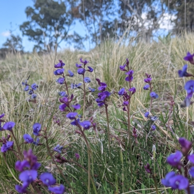 Swainsona monticola (Notched Swainson-Pea) at Stromlo, ACT - 28 Sep 2021 by HelenCross