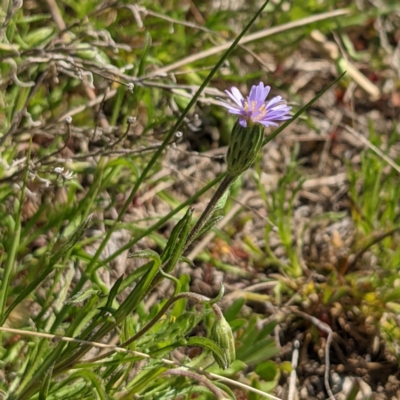 Vittadinia cuneata (Fuzzweed, New Holland Daisy) at Bullen Range - 28 Sep 2021 by HelenCross