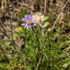 Vittadinia cuneata at Stromlo, ACT - 28 Sep 2021