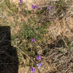 Swainsona monticola (Notched Swainson-Pea) at Stromlo, ACT - 28 Sep 2021 by HelenCross