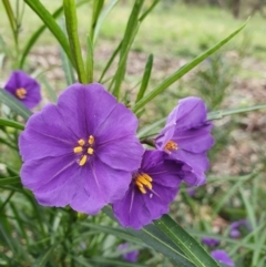 Solanum linearifolium (Kangaroo Apple) at Hackett, ACT - 28 Sep 2021 by Helberth