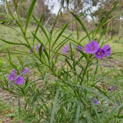 Solanum linearifolium at Hackett, ACT - 28 Sep 2021