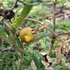 Solanum cinereum (Narrawa Burr) at Mount Ainslie - 28 Sep 2021 by Helberth