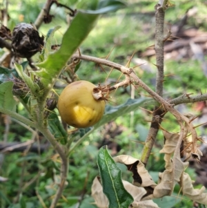 Solanum cinereum at Pialligo, ACT - 28 Sep 2021