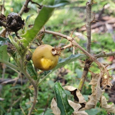 Solanum cinereum (Narrawa Burr) at Mount Ainslie - 28 Sep 2021 by Helberth