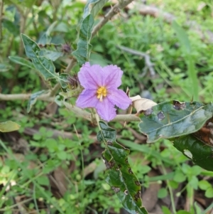 Solanum cinereum at Pialligo, ACT - 28 Sep 2021