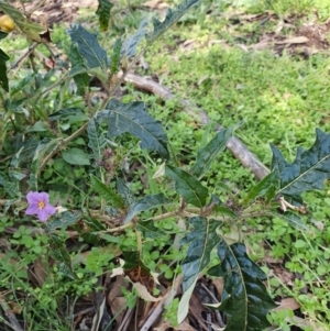 Solanum cinereum at Pialligo, ACT - 28 Sep 2021